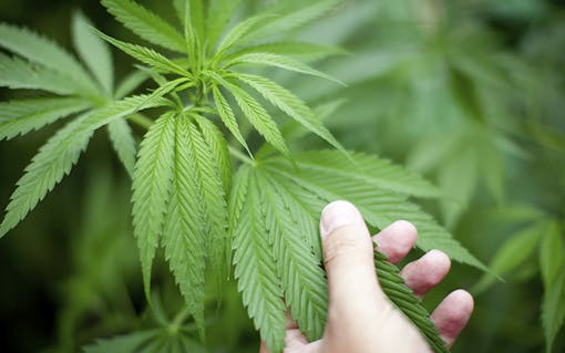 The two-way benefits of cannabis massage